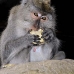 monkey_macaque_balinese_mf_ubud_v_0928_bal4643.jpg